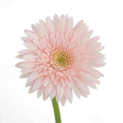 2013年10月 ブライダル商材提案/23 ガーベラ/66 LP/223_シェリー